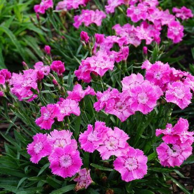Landnelke 'Mountain Frost® Collection Rose Bouquet'