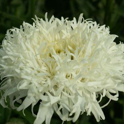 Gefüllte Margerite 'Silberrausch'