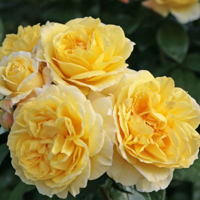 Beetrose 'Sunstar®' / 'Gabriele Gebauer' ADR Beetrose 'Sunstar®' / 'Gabriele Gebauer' ADR