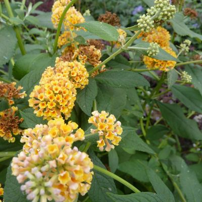 Schmetterlingsflieder 'Sungold' Schmetterlingsflieder 'Sungold'