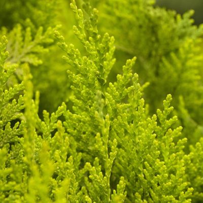 Goldgelbe GartenSäulenzypresse 'Ivonne'