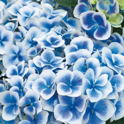 Hortensie Bavaria Ballhortensie Blau-Weiss