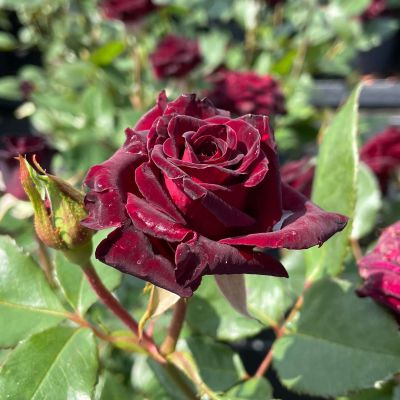 Edelrose 'Black Baccara' Edelrose 'Black Baccara'