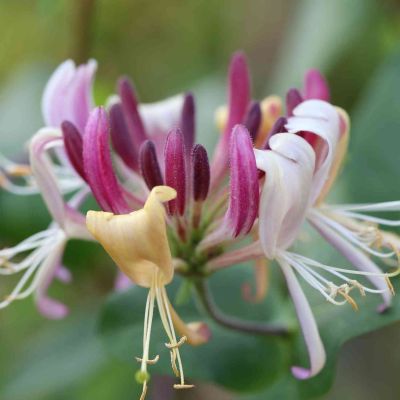 Duftgeißblatt 'Serotina' / Jelängerjelieber