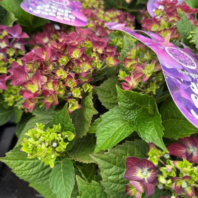Bauernhortensie 'Deep Purple Dance'