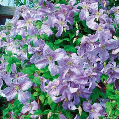 Clematis 'Emilia Plater' Clematis 'Emilia Plater'