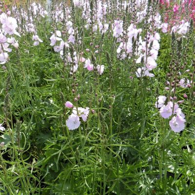 Garten-Präriemalve 'Elsie Heugh'