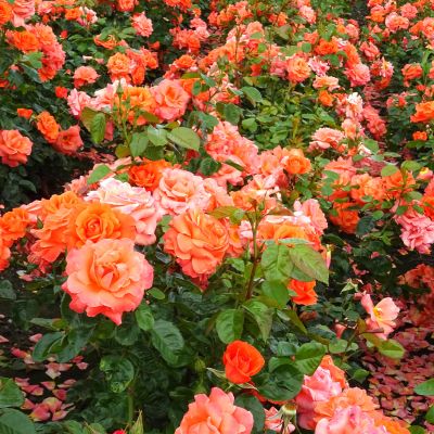 Strauchrose 'Newsflash' Strauchrose 'Newsflash'