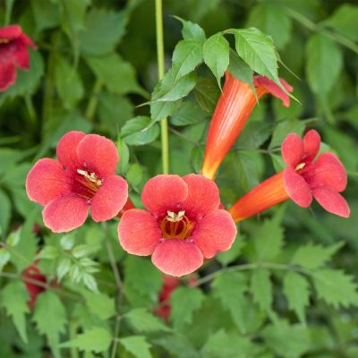 Trompetenblume 'Flamenco' Trompetenblume 'Flamenco'