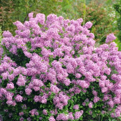 Zwergflieder 'Lillifee' Zwergflieder 'Lillifee'