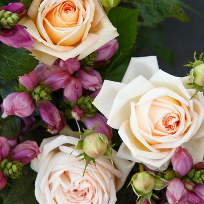 Edelrose 'Madame Anisette'