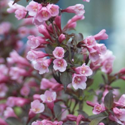 Rotblättrige Weigelie 'Purpurea'