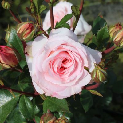 Stammrose 'Bonica 82®' - 60 cm Stamm Stammrose 'Bonica 82®' - 60 cm Stamm