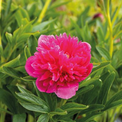 Asiatische Pfingstrose 'Felix Crousse' Asiatische Pfingstrose 'Felix Crousse'
