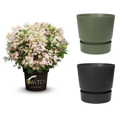 Mini-Rispenhortensie 'Switch®  Ophelia' mit Topf