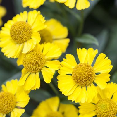 Sonnenbraut 'Helena Gold'
