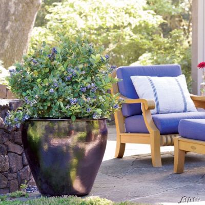 Heidelbeere / Blaubeere BrazelBerries® 'Peach Sorbet®'