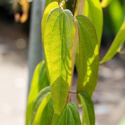 Immergrüne Duft-Clematis 'Apple Blossom'