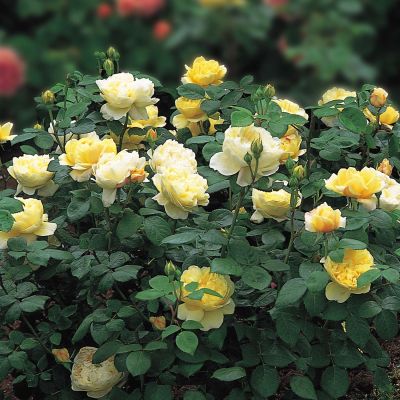 David Austin-Rose 'Charles Darwin®' David Austin-Rose 'Charles Darwin®'