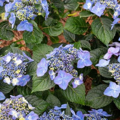 Hortensie 'Endless Summer® Pop Star®' blau Hortensie 'Endless Summer® Pop Star®' blau