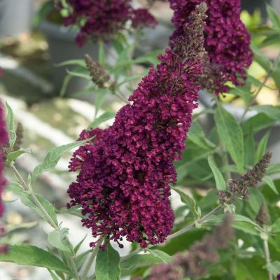 Sommerflieder 'Buzz Wine' Sommerflieder 'Buzz Wine'