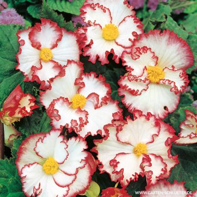Begonie 'Crispa Marginata' - Rot-Weiß  -  3 Stück Begonie 'Crispa Marginata' - Rot-Weiß  -  3 Stück