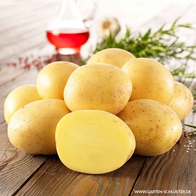 Pflanzkartoffeln 'Adretta' Pflanzkartoffeln 'Adretta'