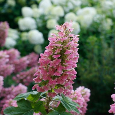 Eichenblättrige Hortensie 'Gatsby Pink®'