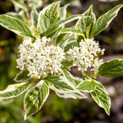 Weißgrüner Purpurhartriegel