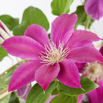Clematis 'Comtesse de Bouchaud' Clematis 'Comtesse de Bouchaud'