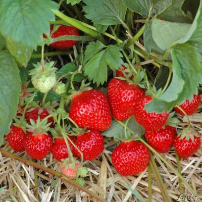 Erdbeere 'HUMMI®-Gento' Erdbeere 'HUMMI®-Gento'