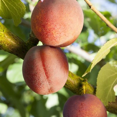 Aprikose 'Ungarische Beste' Aprikose 'Ungarische Beste'