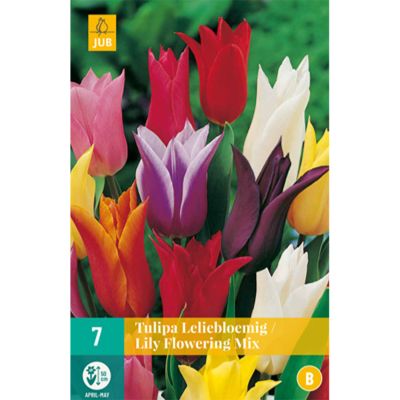 Lilienblütige Tulpen 'Mischung' - 7 Stück
