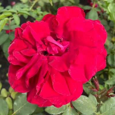 Edelrose 'Störtebeker' Edelrose 'Störtebeker'