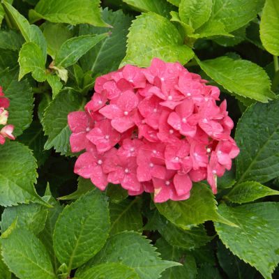 Ballhortensie 'Hamburg'