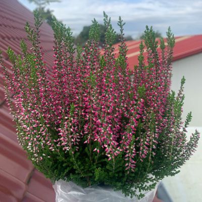 Knospenheide 'Franca' (Garden Girls®) Knospenheide 'Franca' (Garden Girls®)