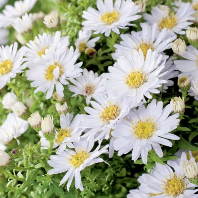 Kissen-Aster 'Schneekissen' Kissen-Aster 'Schneekissen'