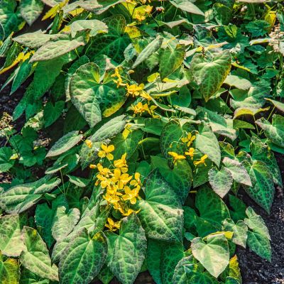 Frohnleiten Elfenblume 'Frohnleiten' Frohnleiten Elfenblume 'Frohnleiten'