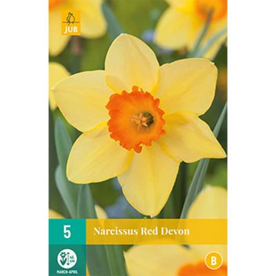 Narzisse 'Red Devon' - 5 Stück Narzisse 'Red Devon' - 5 Stück