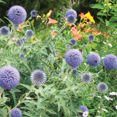 Kugeldistel 'Blue Globe' Kugeldistel 'Blue Globe'