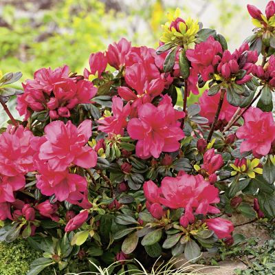 Japanische Azalee 'Maraschino' Japanische Azalee 'Maraschino'