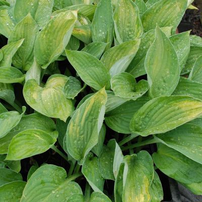 Funkie 'Sieboldiana Spezial'