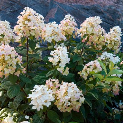 Rispenhortensie 'Tickled Pink'