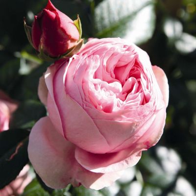 Kletterrose 'Giardina ®' Kletterrose 'Giardina ®'