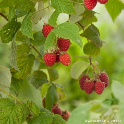 Sommerhimbeere 'Malling Promise'