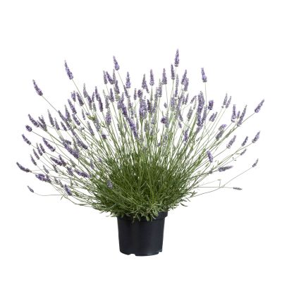 Lavendel 'Sensational' Lavendel 'Sensational'