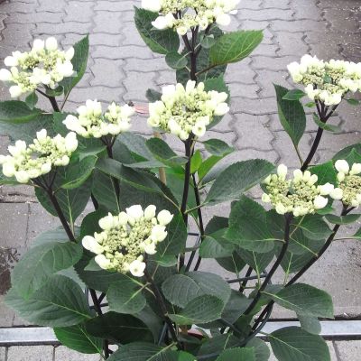 Ballhortensie 'Punch Coco®'
