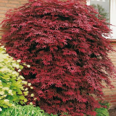 Roter Fächerahorn 'Atropurpureum' Roter Fächerahorn 'Atropurpureum'