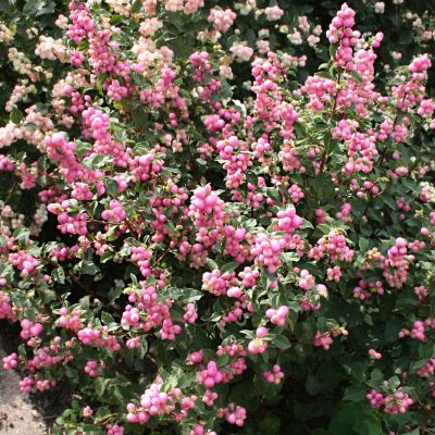 Schneebeere 'Magical Sweet' Schneebeere 'Magical Sweet'