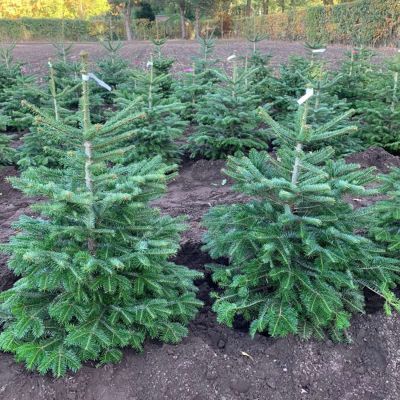 Nordmanntanne im Topf gewachsen - 100-120 cm
